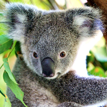 オーストラリアのシドニー